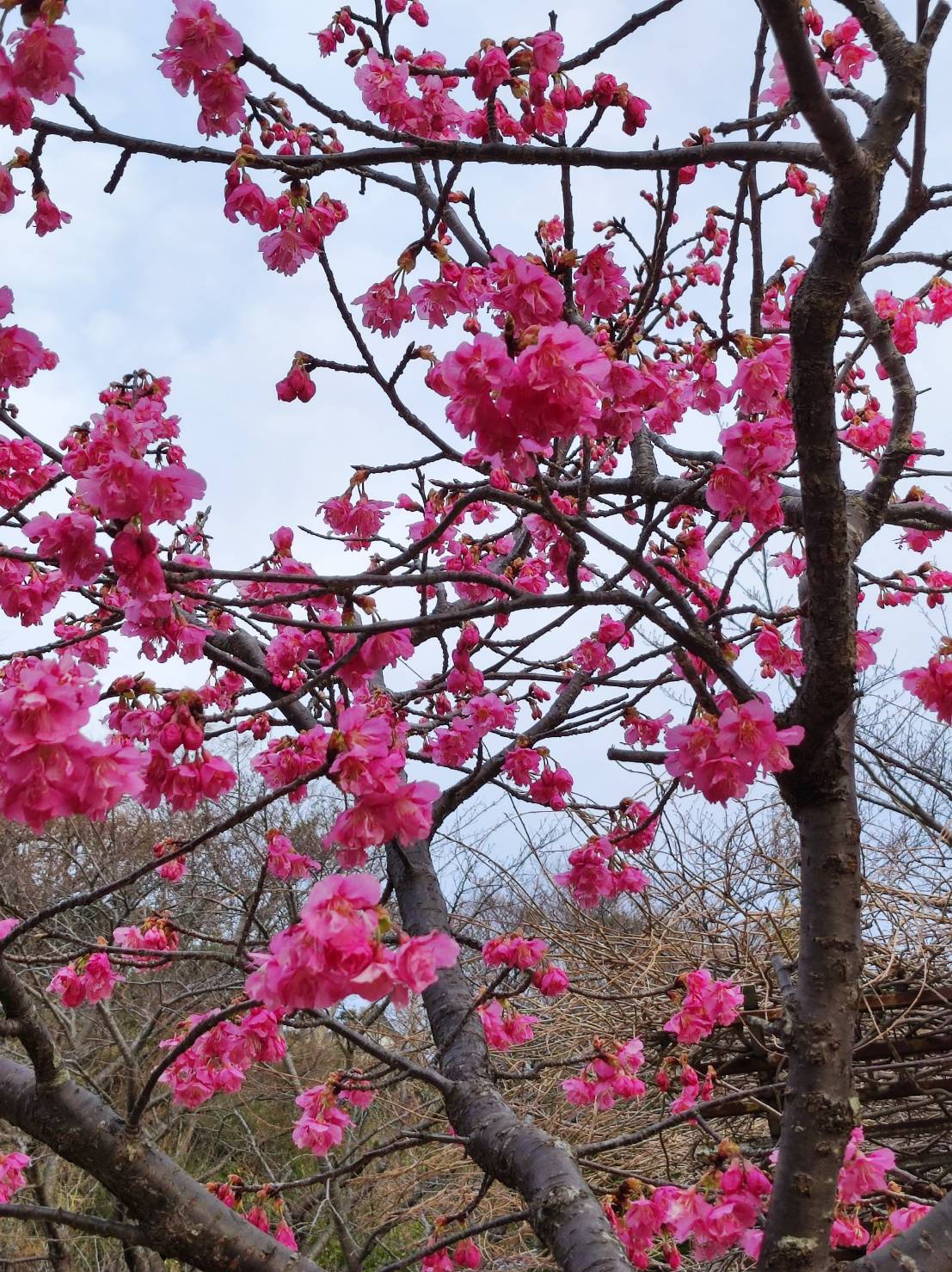 中央公園の河津桜