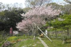 桜並木の最入り口側桜
