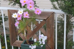 武田さん家の秋桜