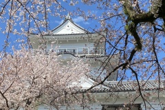 小田原城桜10