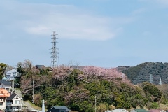 石神台の山桜