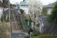 花桃の階段