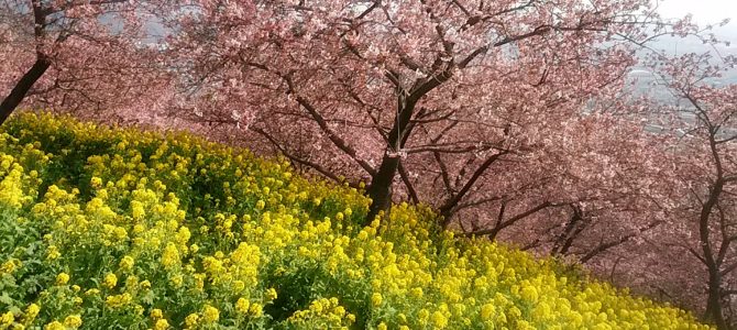 大井松田の河津桜