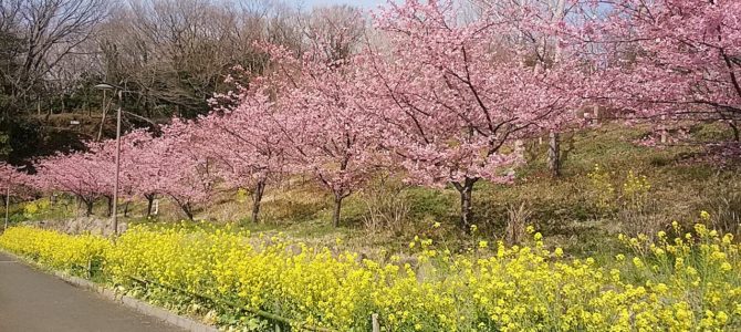 大磯運動公園の河津桜と菜の花