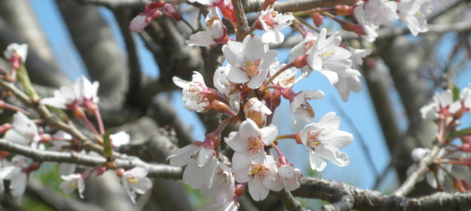 大磯新種桜が、散り始めです。（4月6日現在）
