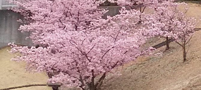 河津桜第三弾！