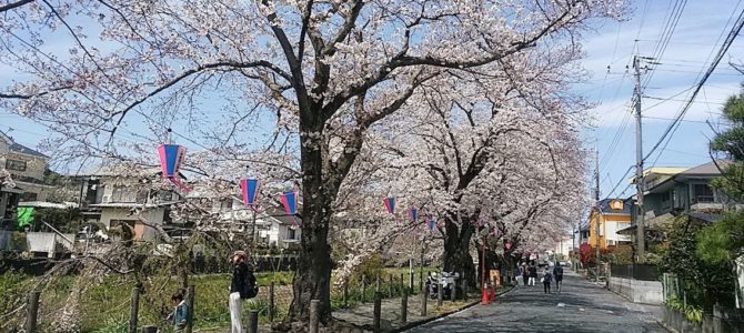 葛川沿の桜