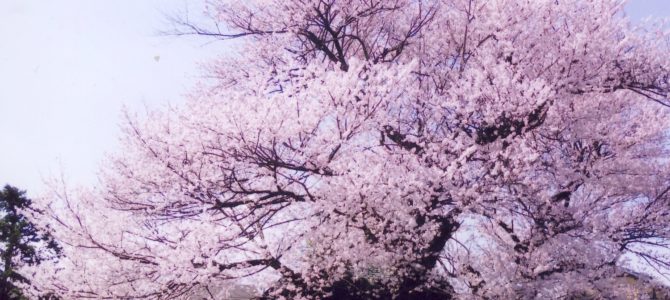 大磯新種桜の命名案