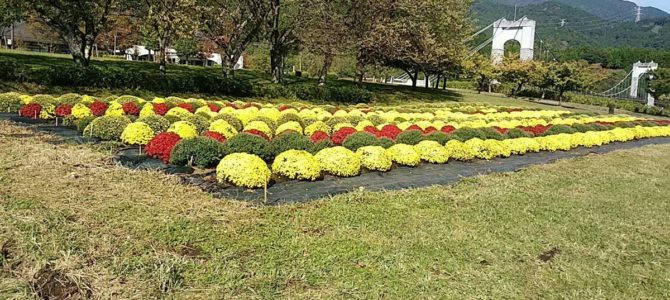 県立秦野戸川公園のザル菊