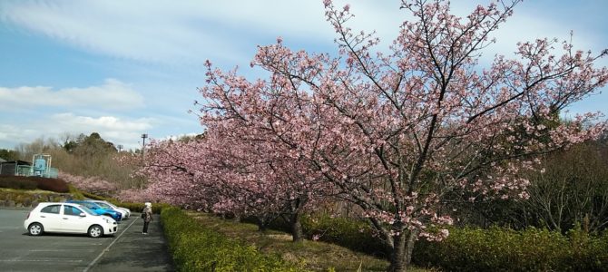 中井中央公園の河津桜
