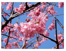 大磯発の新種桜