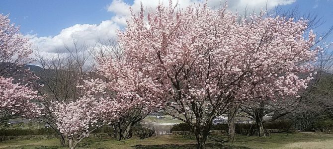 桜三昧 南足柄の春めき桜