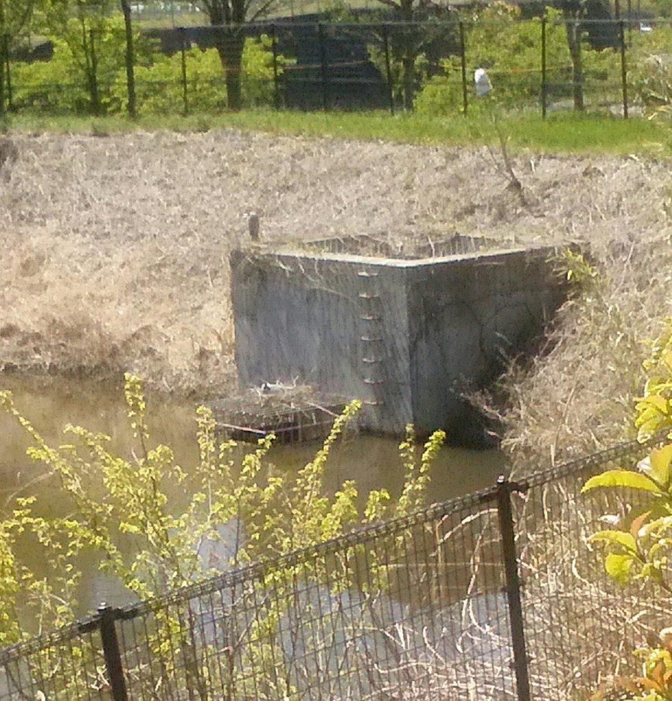 青鷺の夫婦愛 海が見える街 大磯町石神台 青鷺の夫婦愛 海が見える街 大磯町石神台