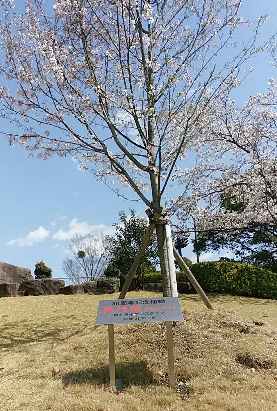 中井中央公園の神代桜