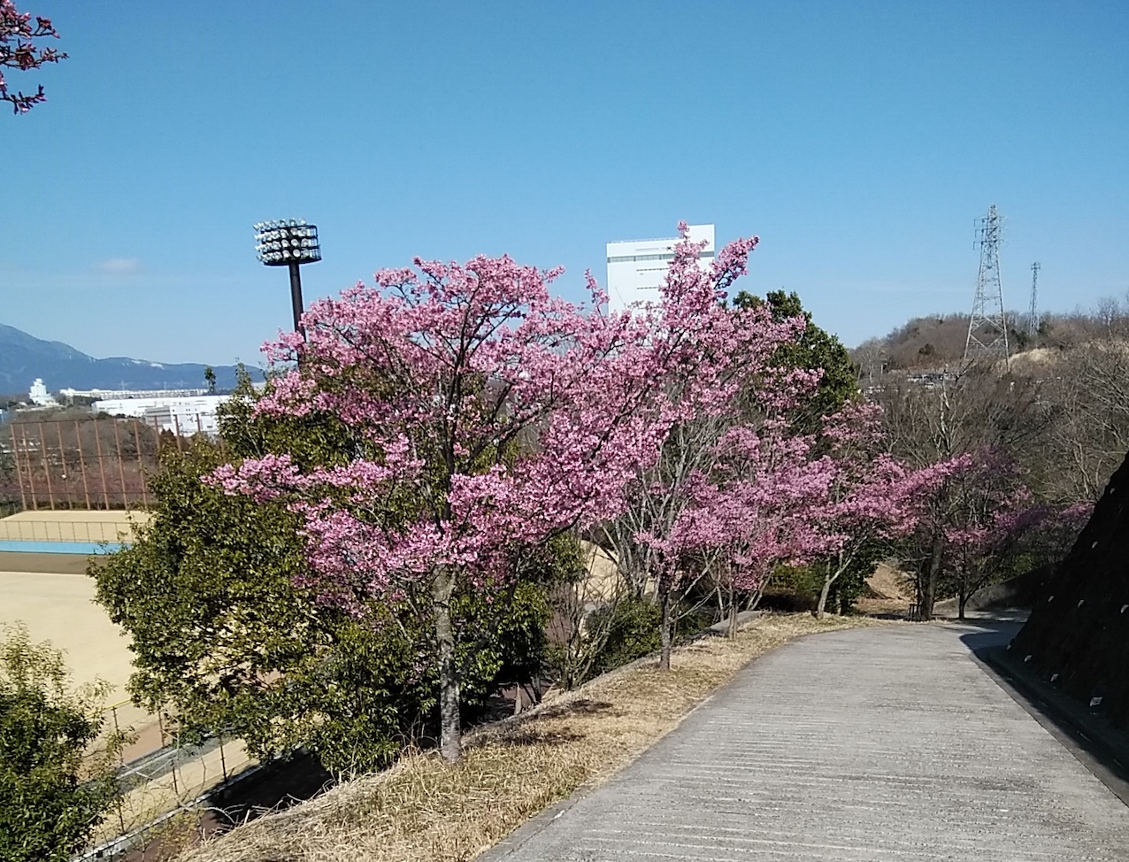 中井中央公園のおかめ桜、河津桜