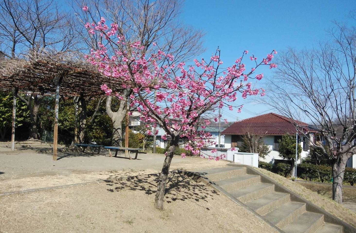 石神台の河津桜