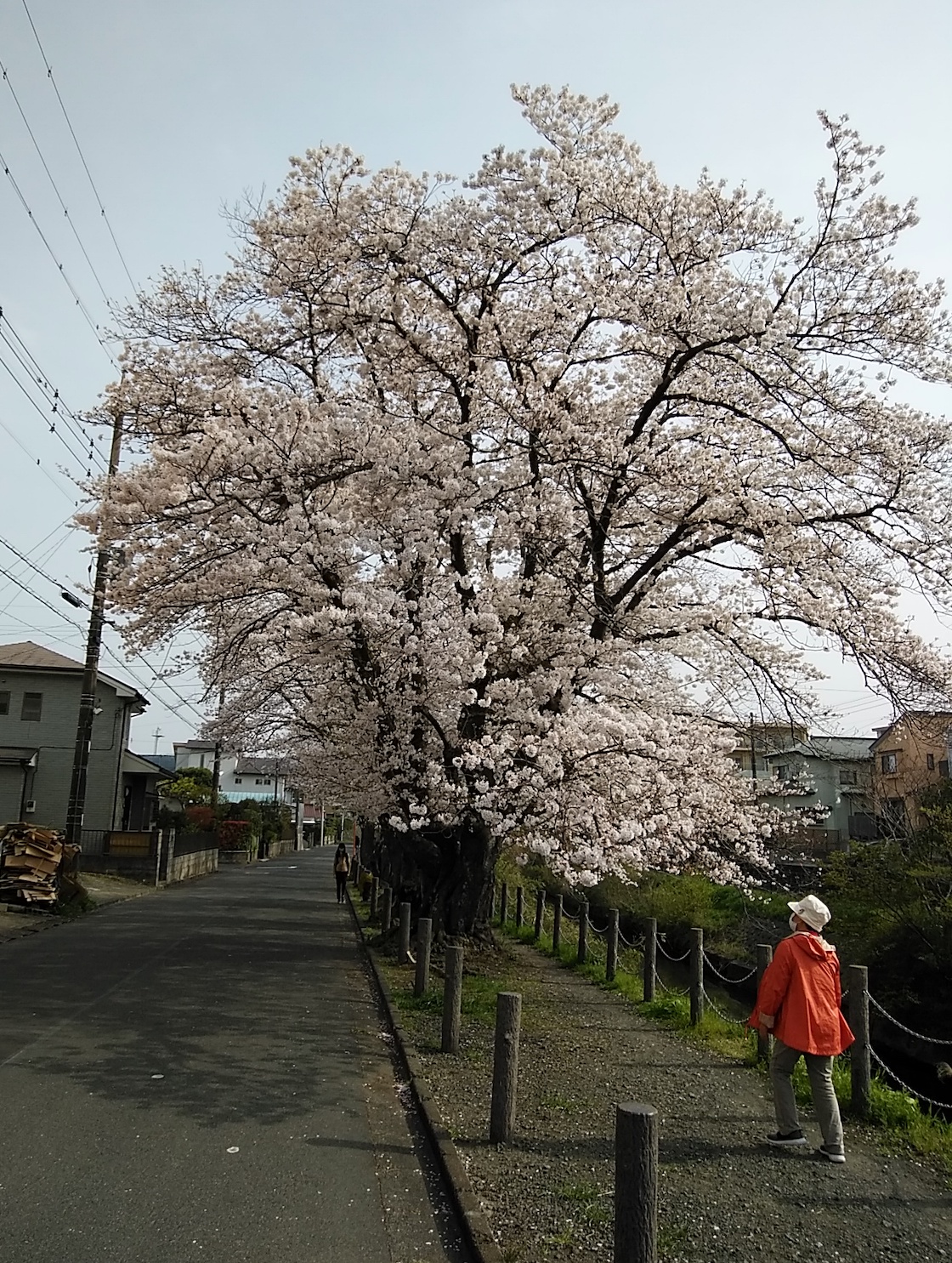 二宮葛川沿い桜並木
