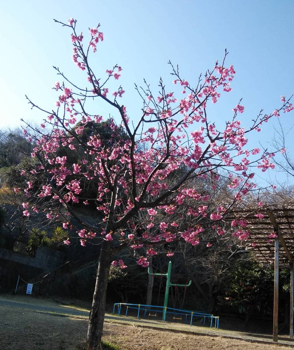 石神台中央公園の河津桜