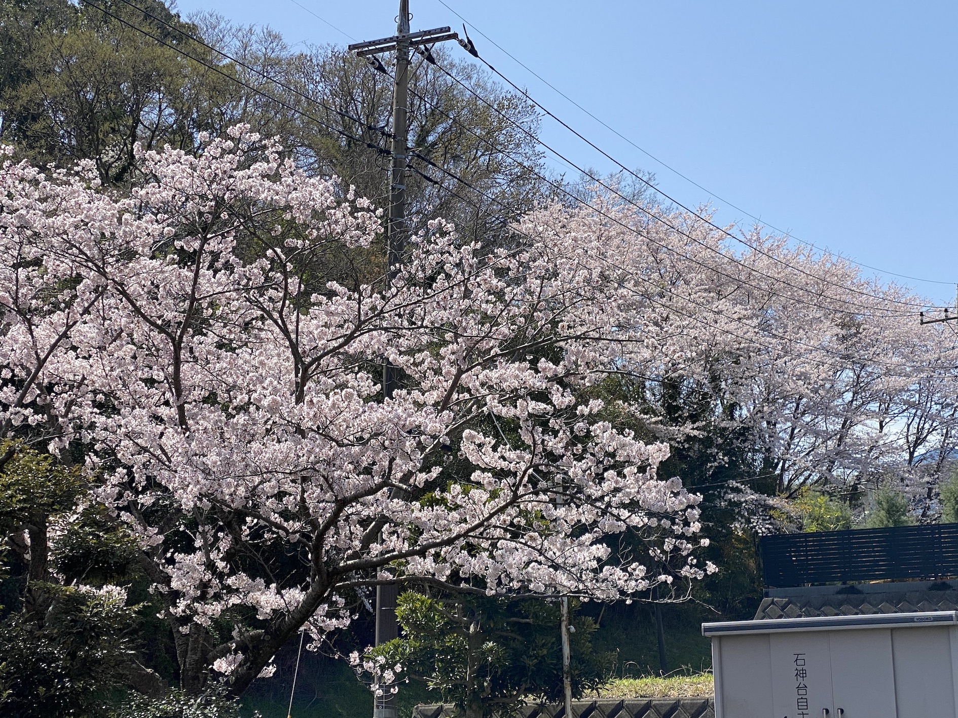 石神台の各公園の桜