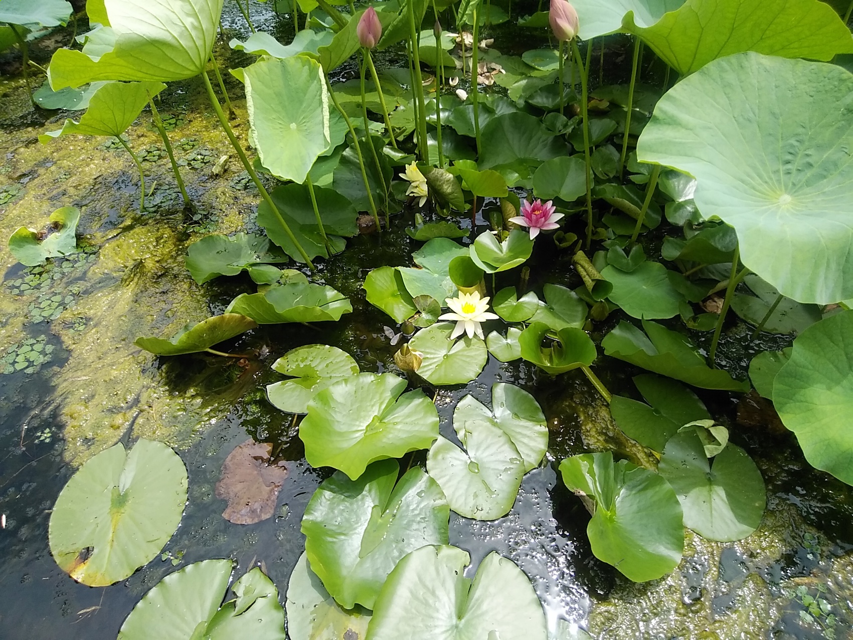 ハスの花(東の池)