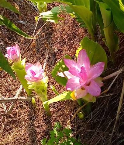 春ウコンの花